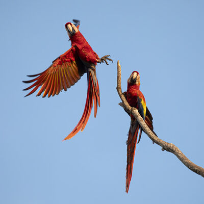 SPREAD YOUR WINGS
